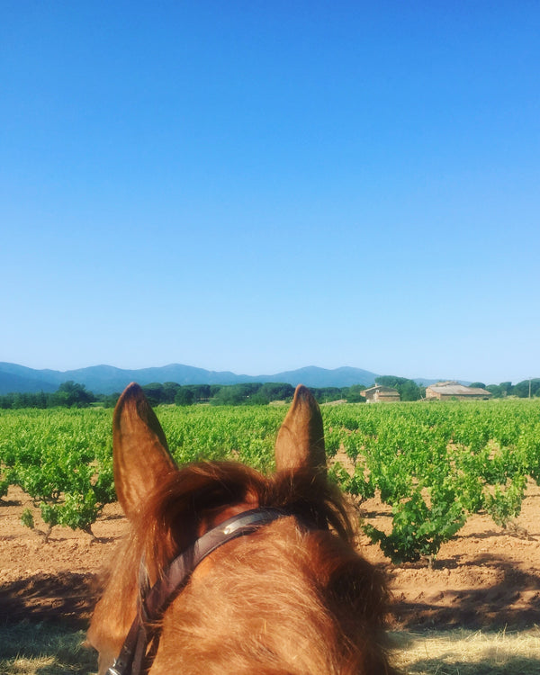 So You Want To Be A Professional Groom